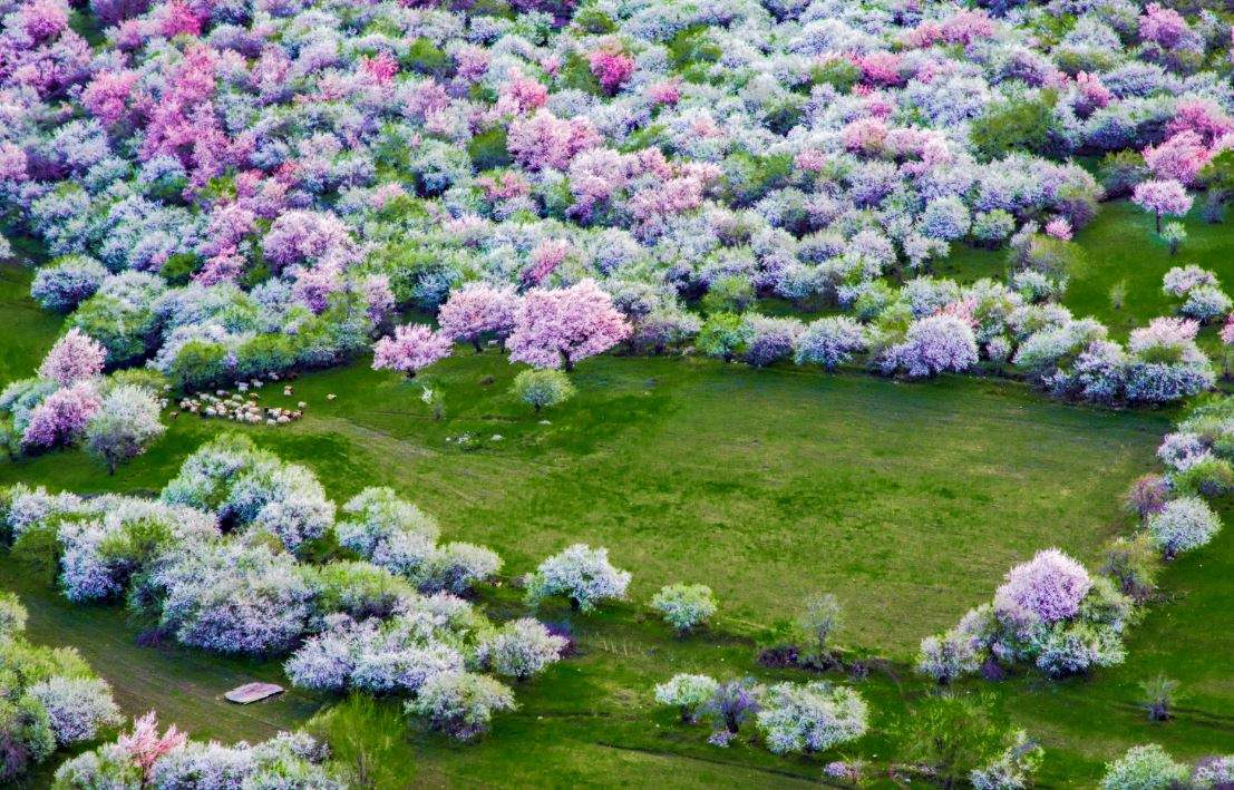 伊犁吐爾根杏花溝